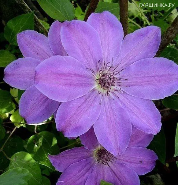 Клематис Балтык крупноцветковый (2)