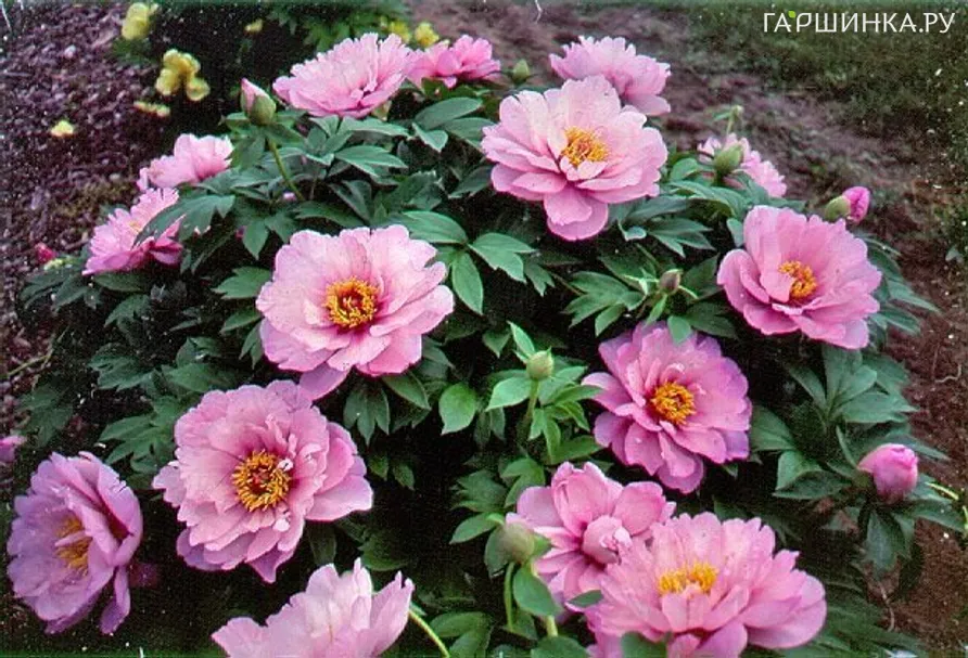 Пион Фест Эрайвал (ИТО)