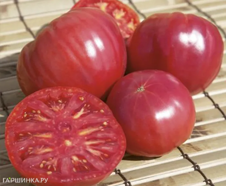 Томат Торбей F1 5шт