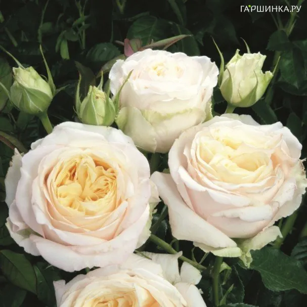 Роза Лэмп кустарниковая, Imperial Rose