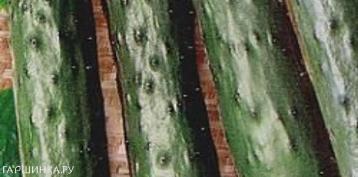 Огурец Апрельский F1 ц/п 10 шт. Уд.с. Семена Гавриш