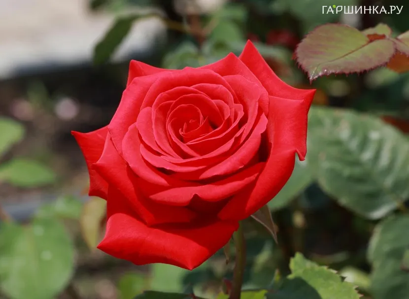 Роза Кардинал чайно-гибридная, Imperial Rose