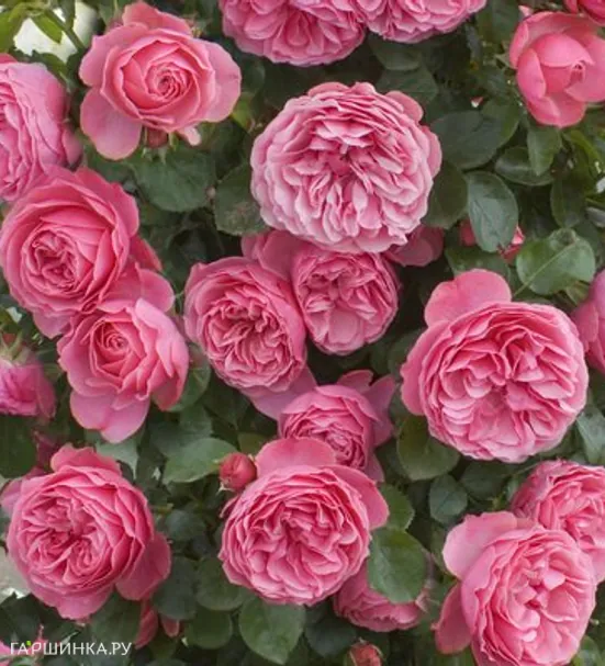 Роза Леонардо Да Винчи флорибунда, Топалович (лиц)