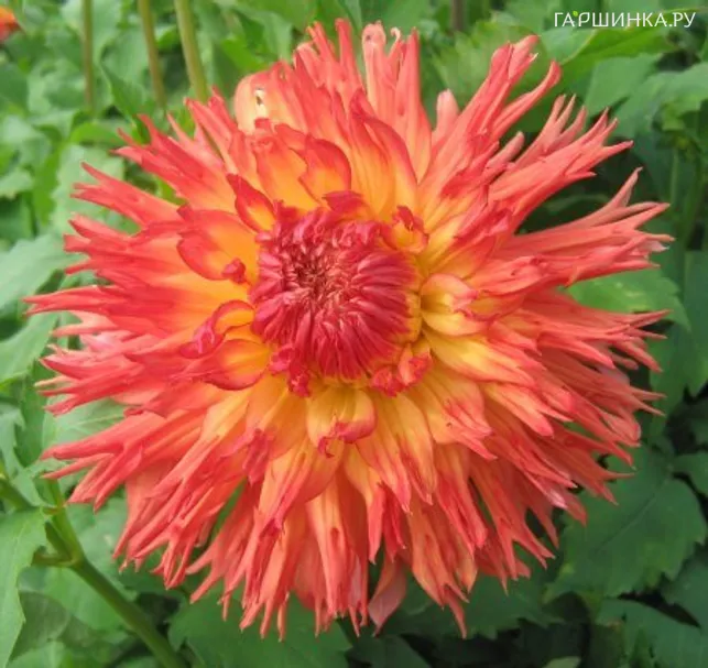 Георгина Снохо Вондер кактусовидная