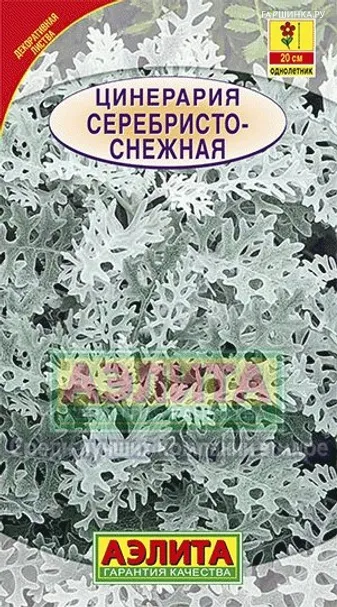 Цинерария Серебристо-снежная