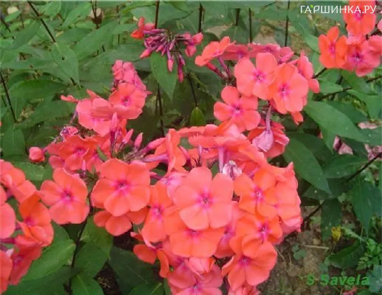 Флокс метельчатый Спитфайр