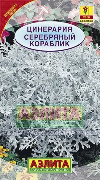 Цинерария Серебряный кораблик