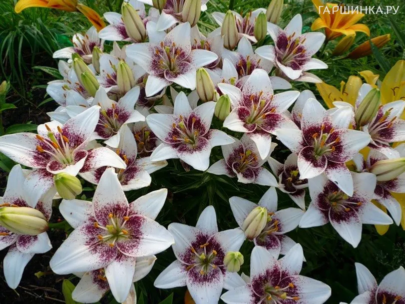 Лилия Вайт Пикселс азиатская /2шт