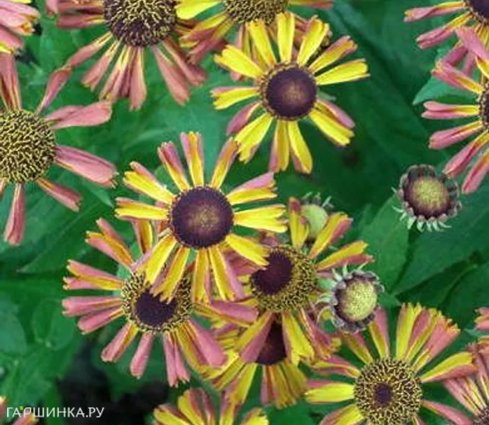 Гелениум Тай Дай