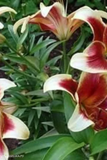 Лилия Ред Датч ОТ-гибрид/2шт