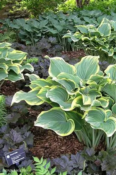 Хоста Сагае (VL)