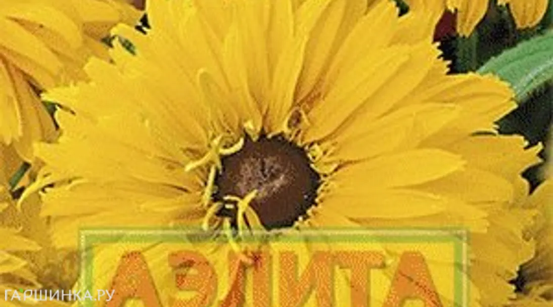 Рудбекия махровая Золотая