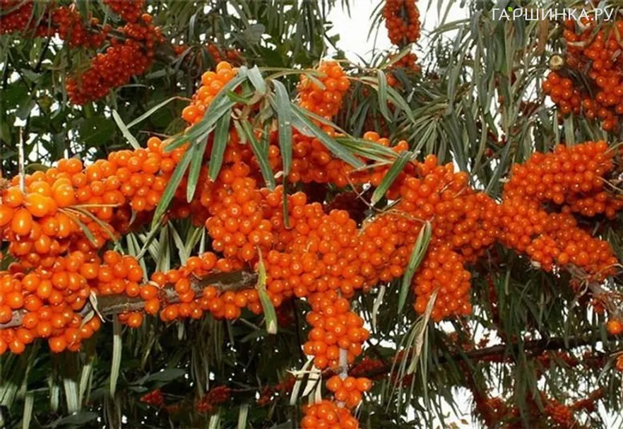 Облепиха Оранжевая