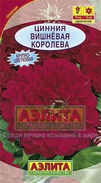 Цинния Вишневая королева