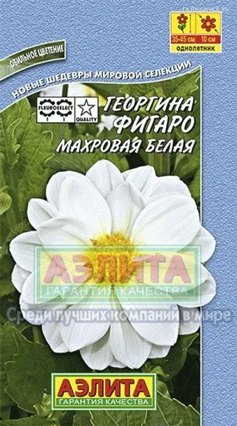 Георгина Фигаро махровая белая ц/п