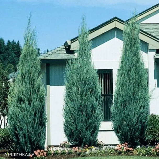 Можжевельник скальный Скайрокет