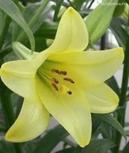 Лилия Делиана лонгифлорум/2 шт