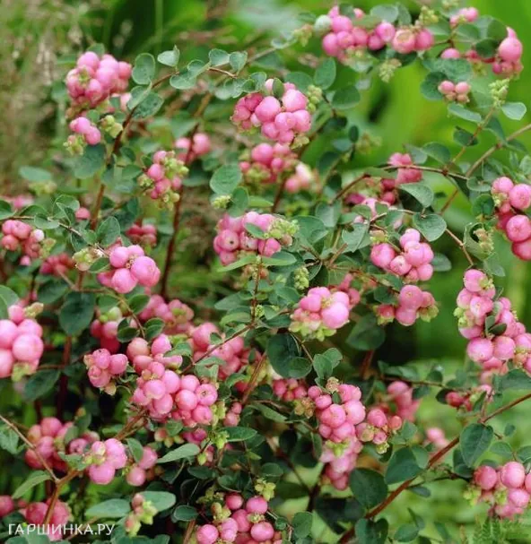 Снежноягодник Мазер оф перл