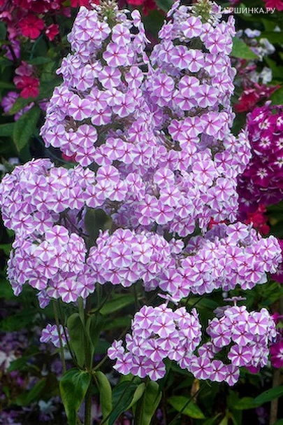 Флокс Наташа пирамидальный