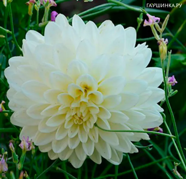 Георгина Белинда шаровидная