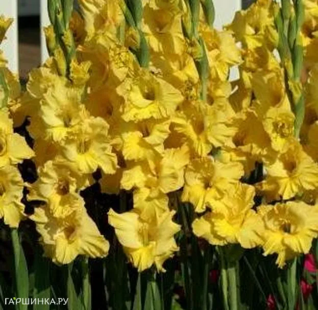 Гладиолус Лемон Дроп 5 шт.