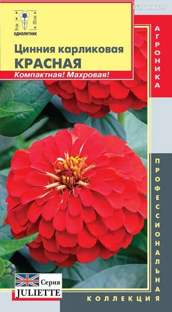 Цинния (серия Juliette) Красная
