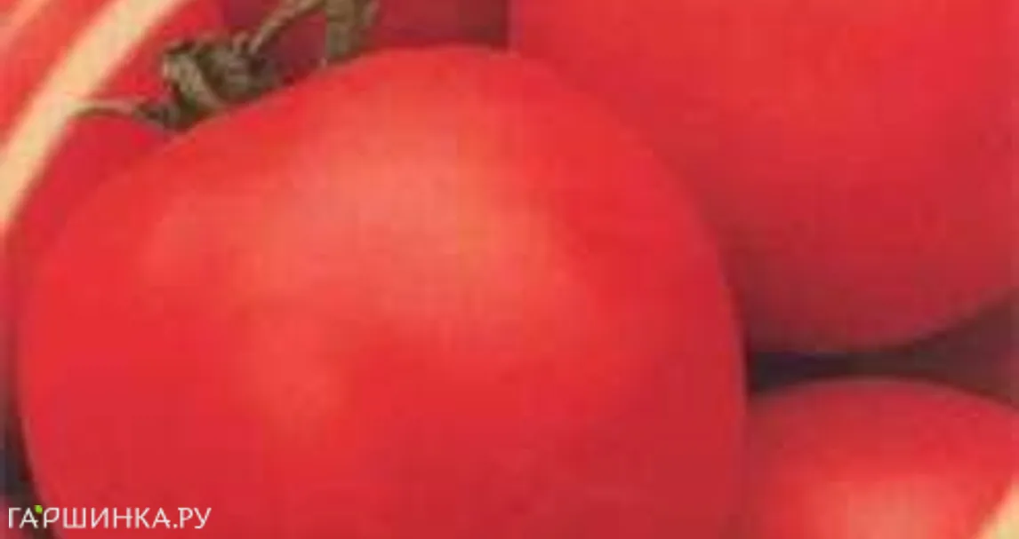 Томат Верлиока Плюс F1 томат 12 шт