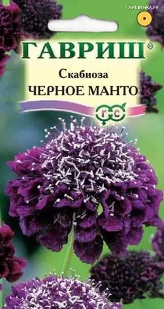 Скабиоза пурпурная Черное манто, махр. 0,5 г