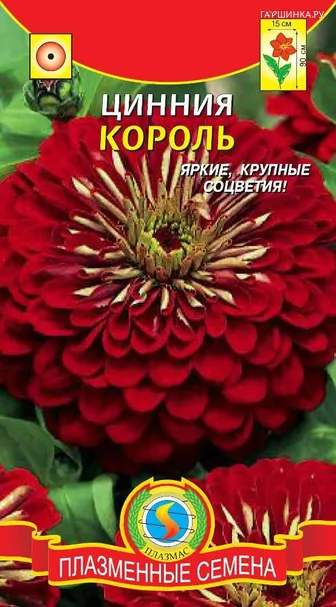 Цинния Король