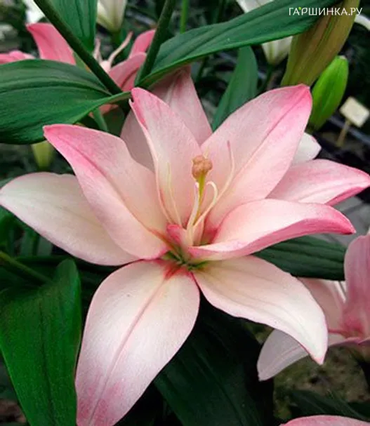 Лилия Бэнтли азиатская махровая розовая