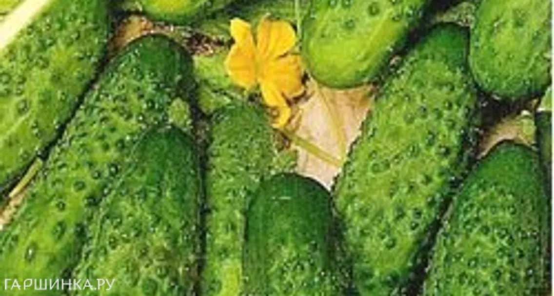 Огурец Брейк 10шт