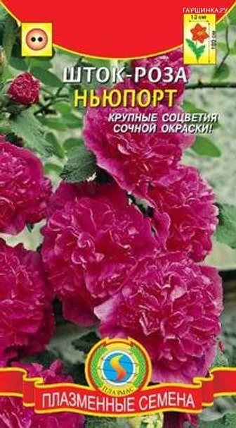 Шток-роза Ньюпорт