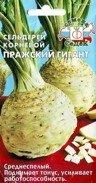 Сельдерей Пражский гигант
