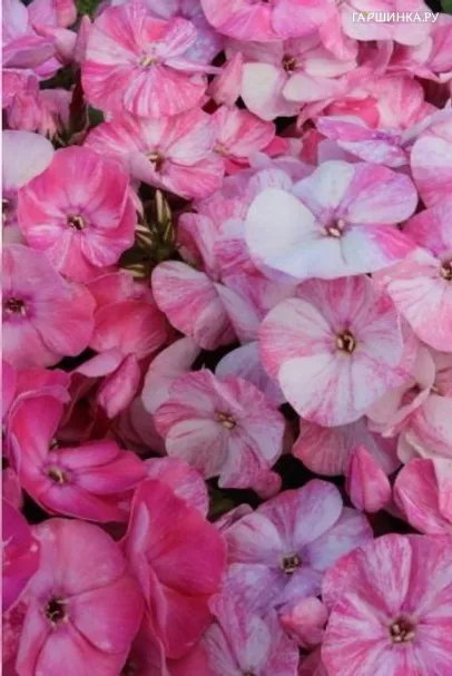 Флокс метельчатый Potpourie Pink