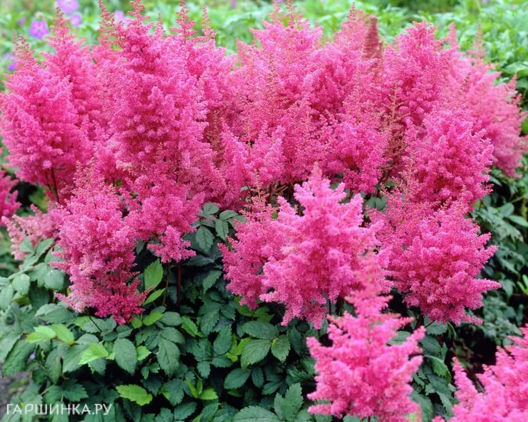 Астильба Арендса Федерзе