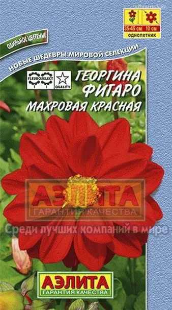 Георгина Фигаро махровая красная ц/п