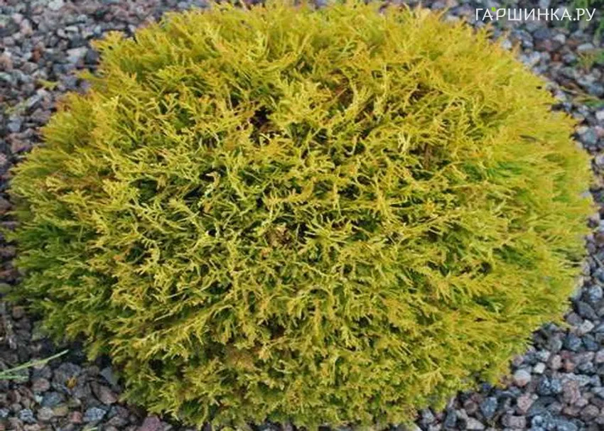 Туя Даника Ауреа шаровидная