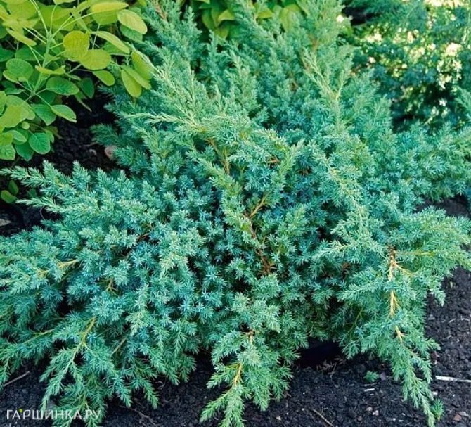 Можжевельник чешуйчатый Блю Свид