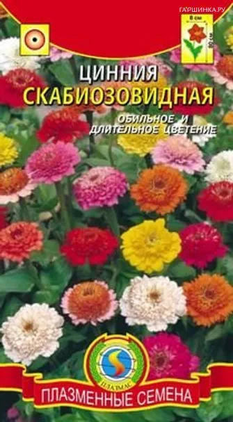 Цинния Скабиозовидная смесь
