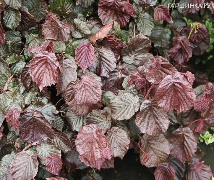 Лещина Ред Мажестик