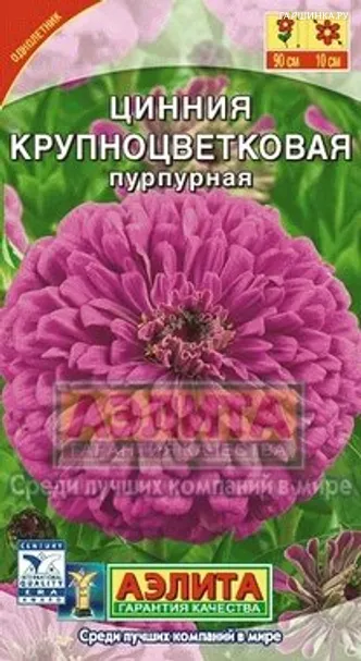 Циния Крупноцветковая пурпурная