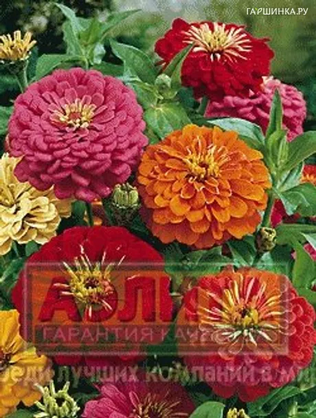 Цинния георгиновидная, смесь