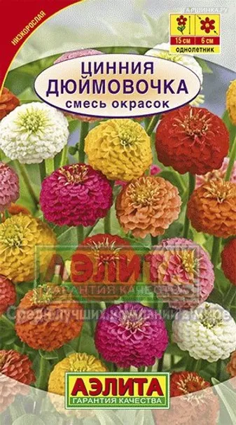 Цинния Дюймовочка
