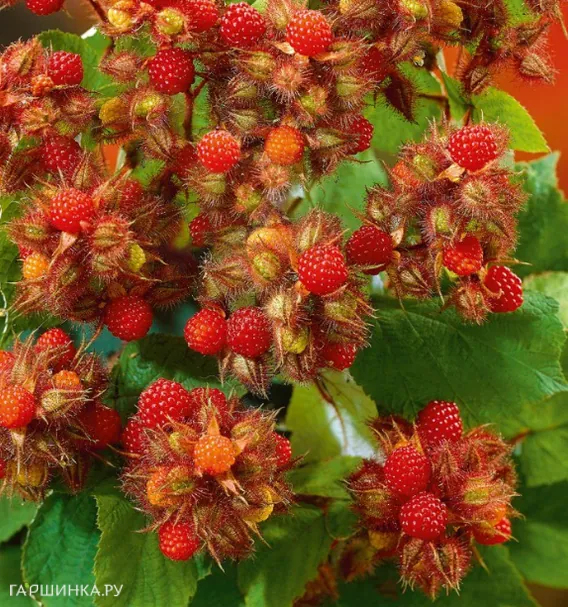 Малина японская