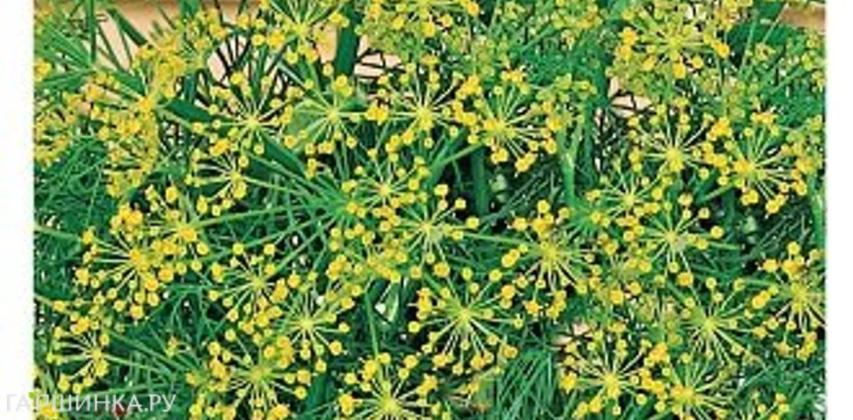 Укроп Зонтик 3г