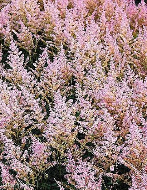 Астильба простолистная Хенни Графланд