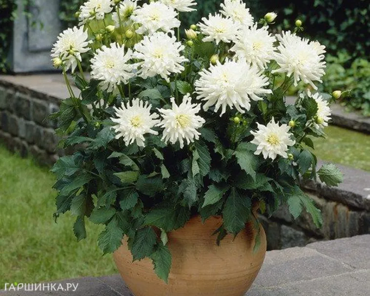 Георгина Аспен бордюрная