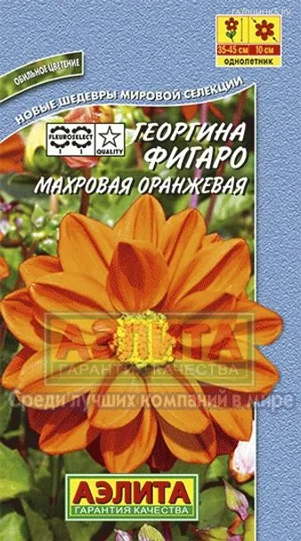 Георгина Фигаро оранжевая ц/п