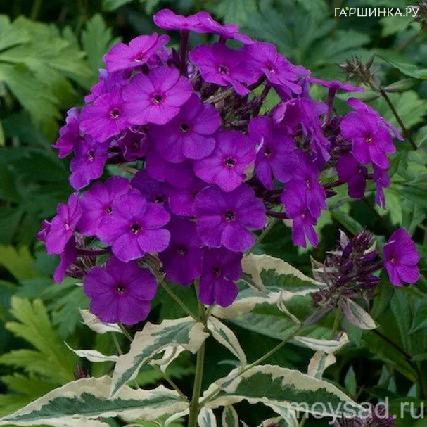 Флокс метельчатый Harlequin