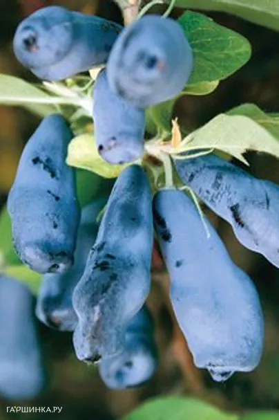 Жимолость Морена